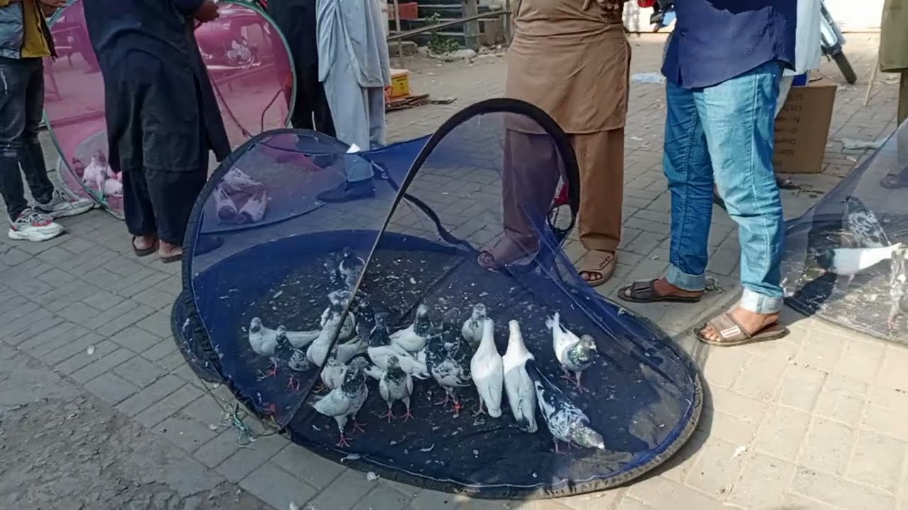یہ کلر بڑا خوبصورت ہے ایسے کبوتر کم نظر اتے ہیں شاید اپ نے پہلے کبھی ایسا کلر دیکھا ہو