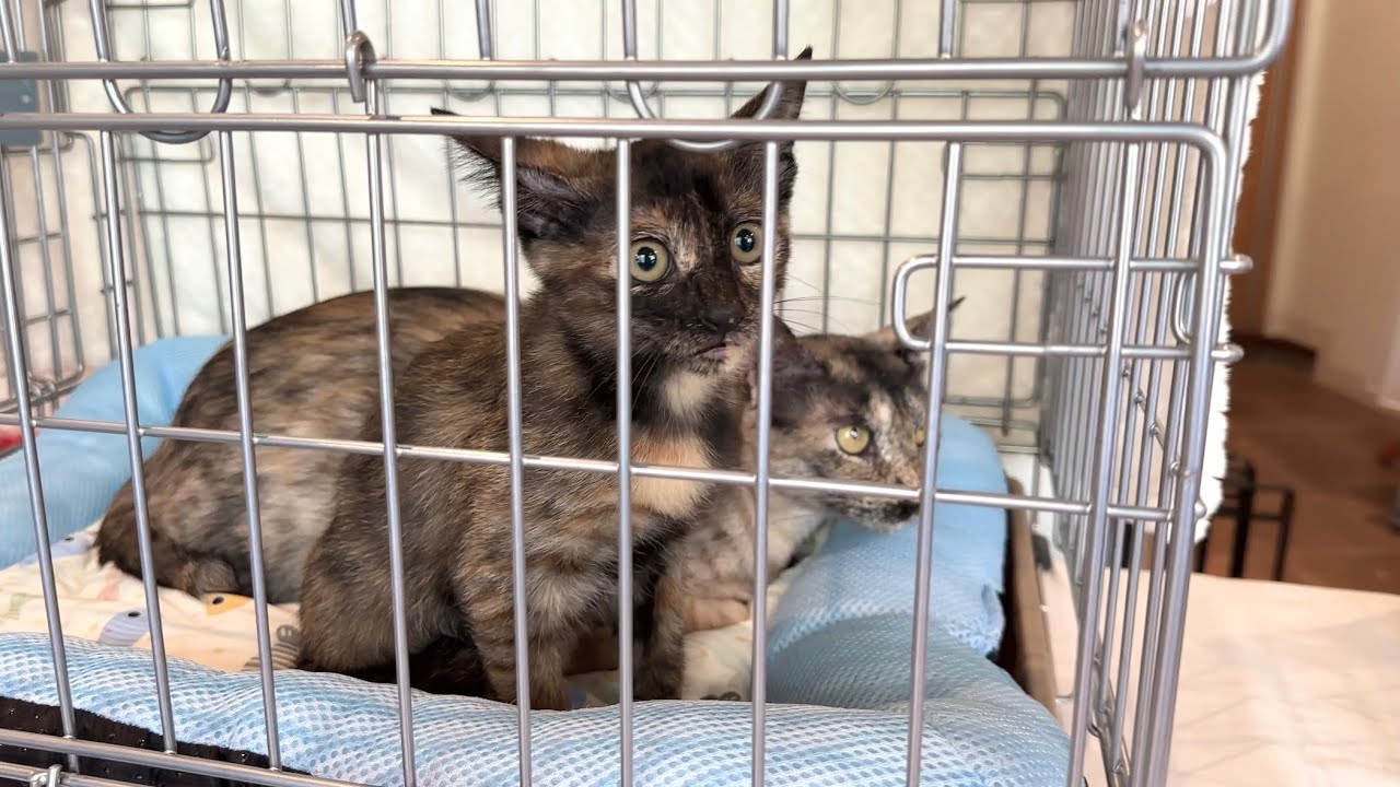 結果に涙‥2回目の譲渡会に参加した親子猫【ラプ保護物語】Parent and kitten cat that participated in the transfer event.