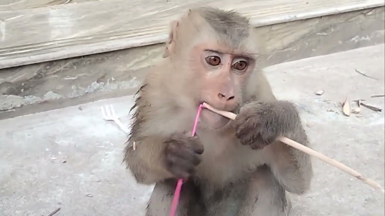 🔴Abandoned monkey Bobo comes to people for help