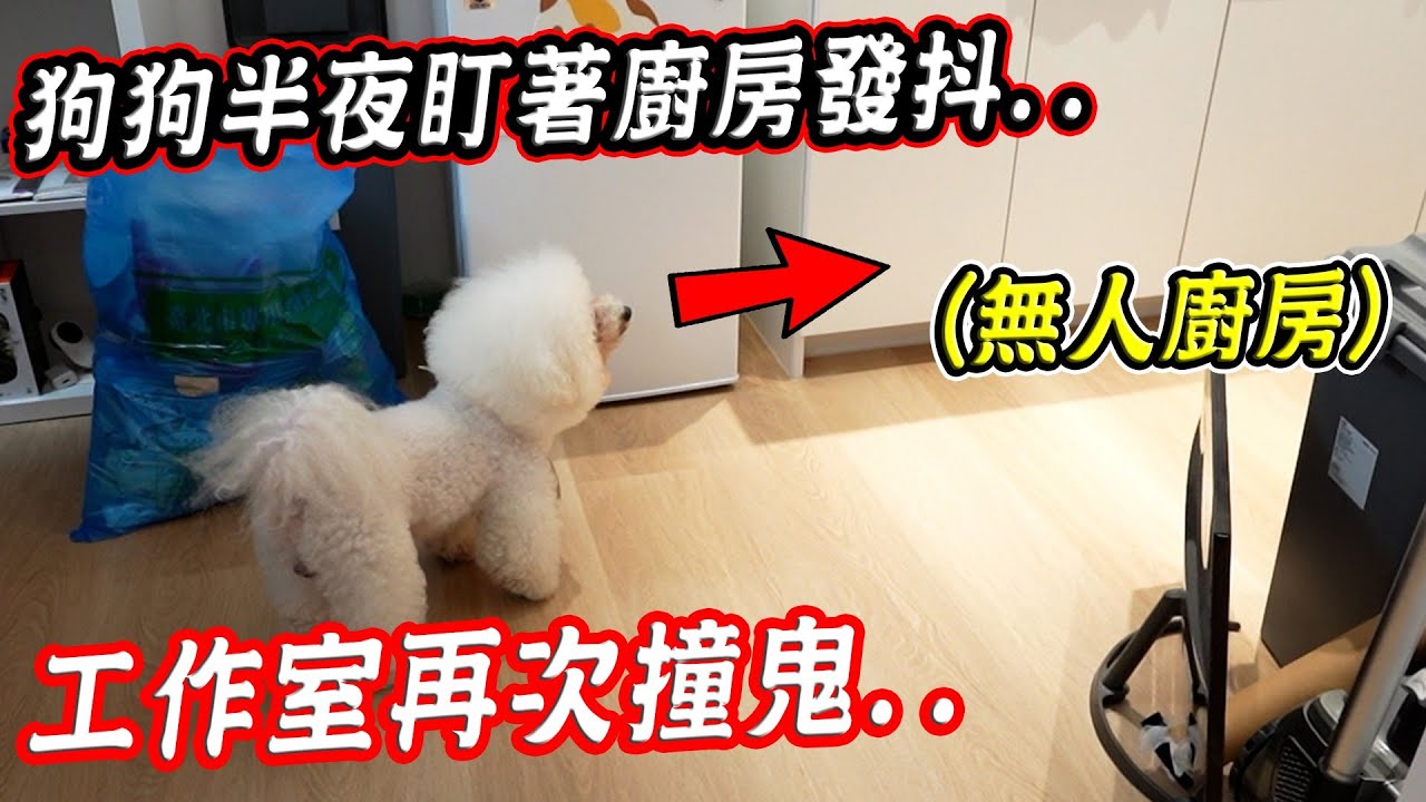突發靈異事件！狗狗半夜12點盯著無人廚房發抖，最後竟真的拍到鬼了...【希露弟弟啃雞腿】