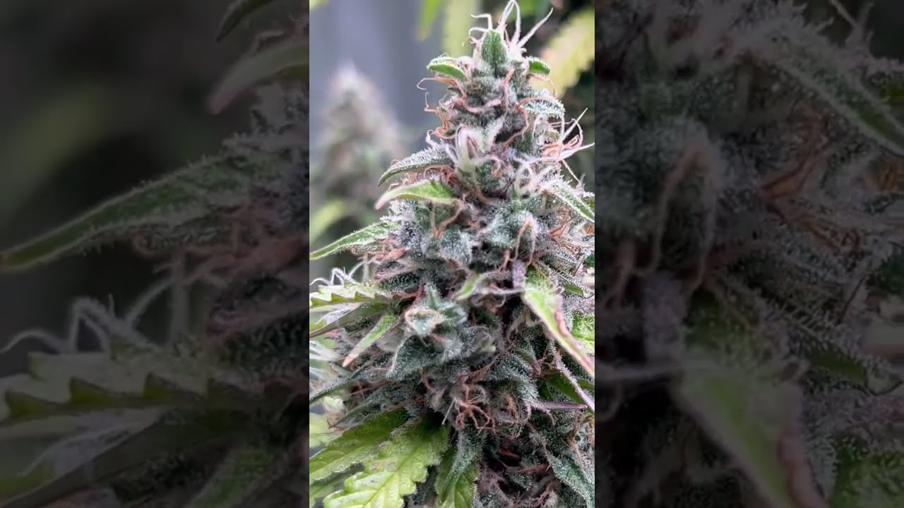 ILGM Northern Lights. Coco. Lotus Nutrients.