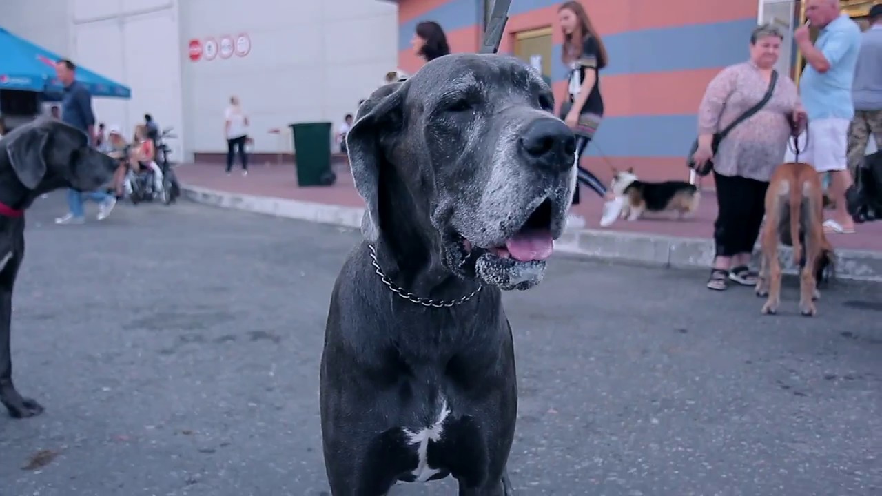 ShopEminent.com.ua at  EuroDog Show 2017