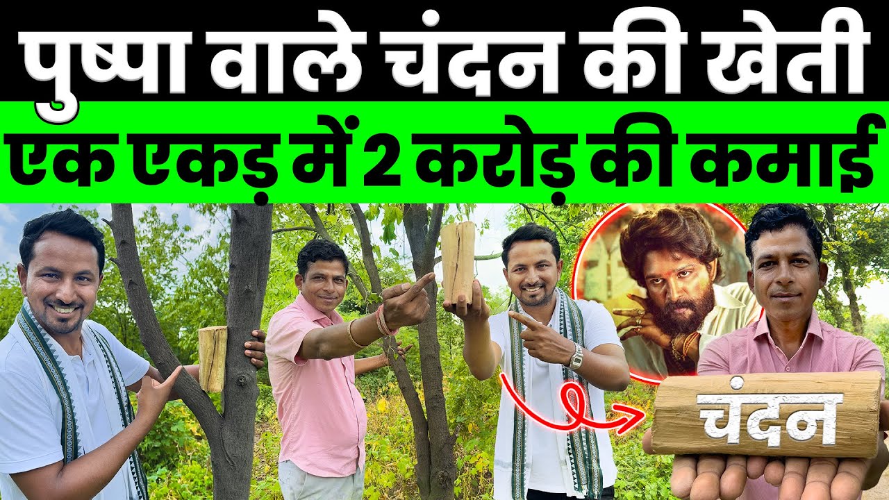 सोने से भी ज्यादा कीमत है इसकी😱💯करोड़ों को फायदा देने वाली Sandalwood Farming💰💯Indian Farmer