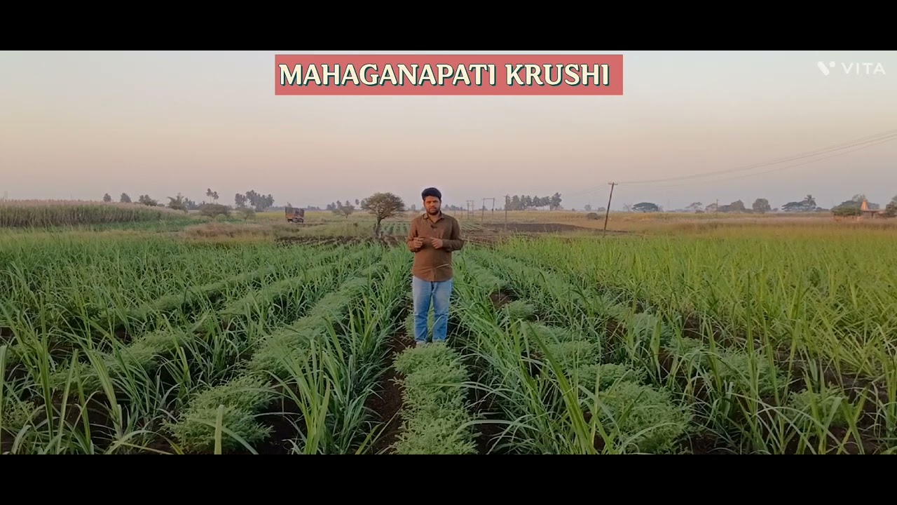 Improve Soil health by intercrop Cultivation in Sugarcane farming. Intercrop in Sugarcane farming.