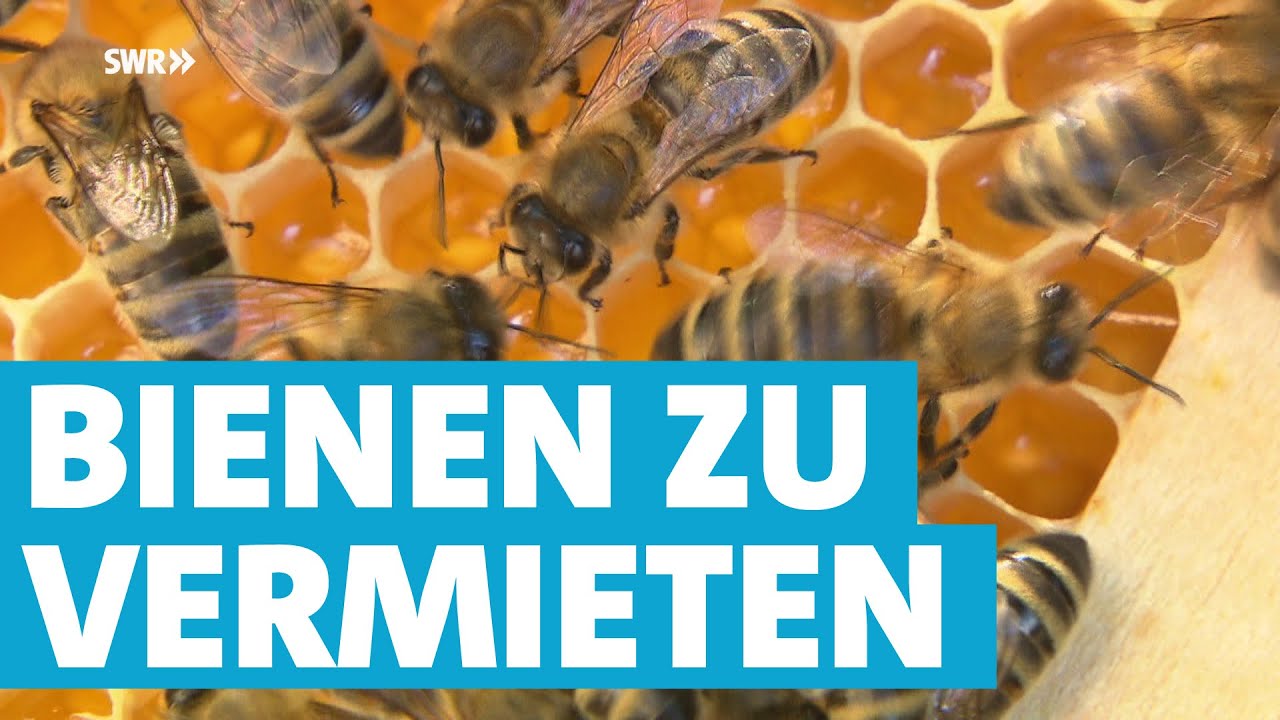 Viel mehr als nur Honig - Imker Michael Wirth aus Waldmohr vermietet ganze Bienenvölker