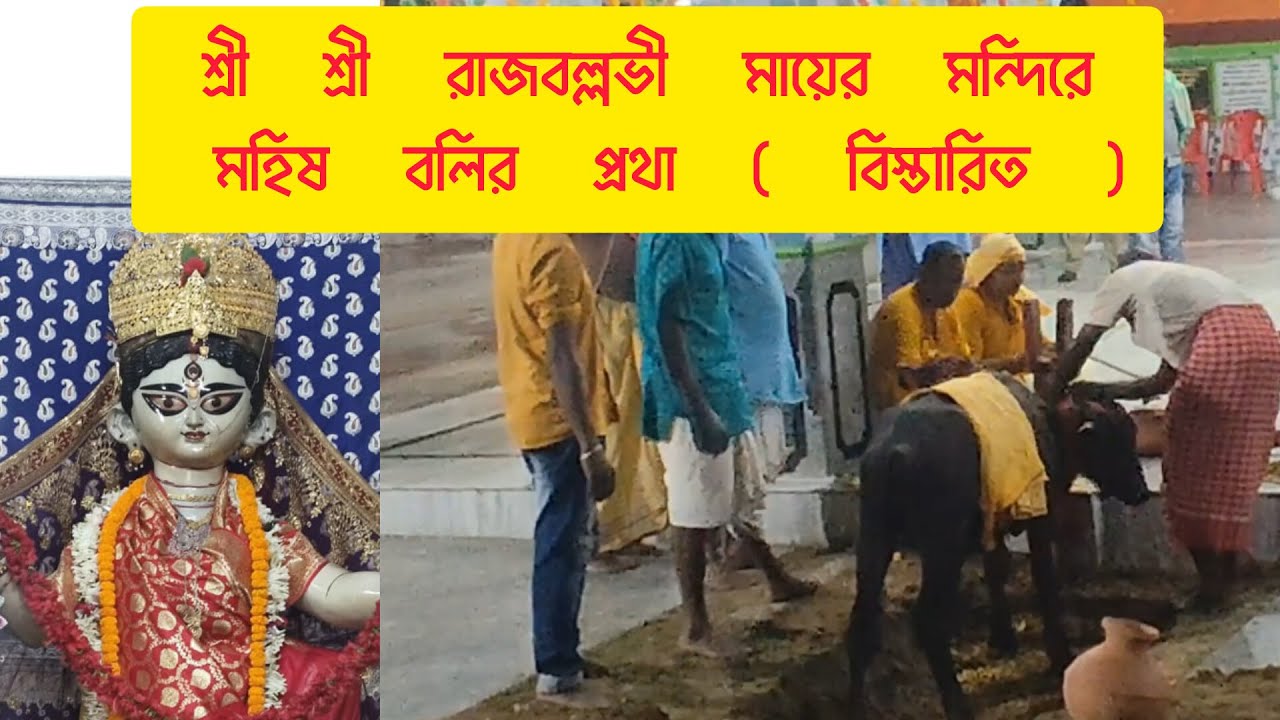 Mahis Bali at Rajballavi temple Rajbalhat | মহিষ বলি রাজবল্লভী মায়ের মন্দিরে । #mahisbali #mohis