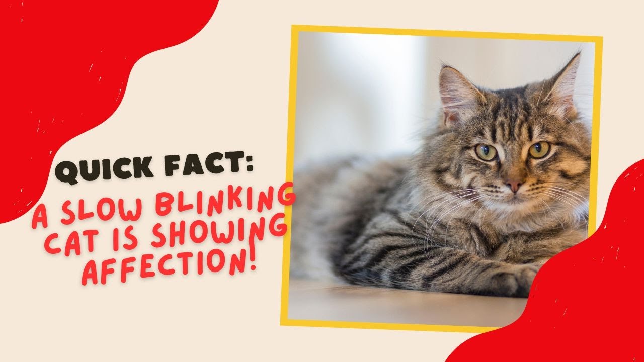 Quick Fact You Should Know:  A Slow Blinking Cat is Showing Affection!