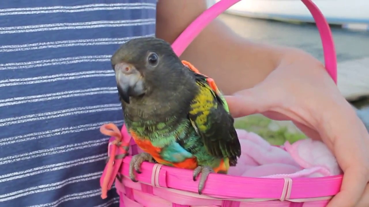 HOW TO TAKE YOUR BIRDS ON A WALK AND A DRIVE