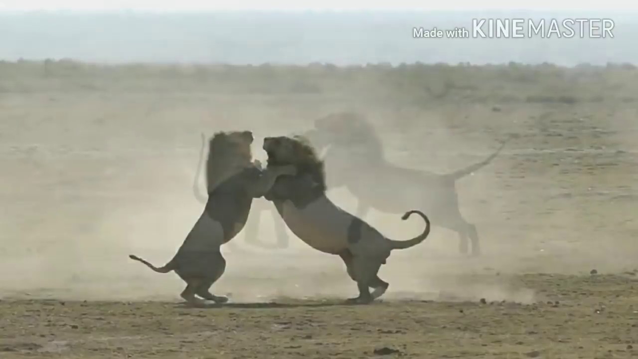 Epic 2 Male lions fighting to death (Aug 2017)