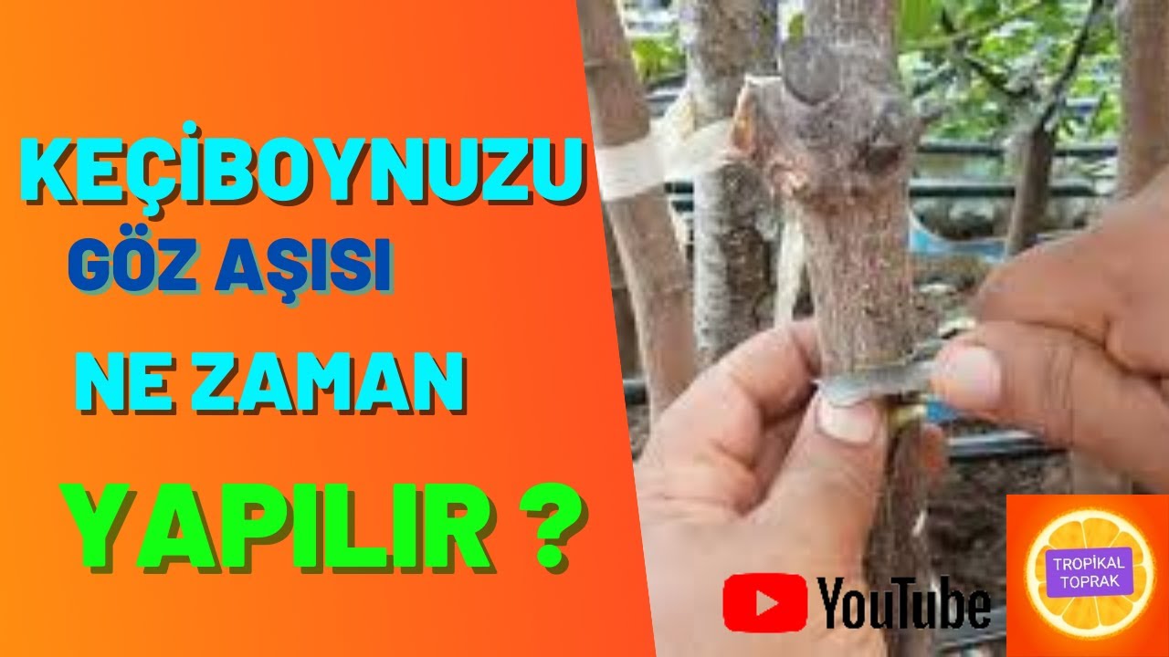 KEÇİBOYNUZU Haraç HARNUP Göz Aşısı Ne Zaman Yapılır ? #keçiboynuzu #harnup #tropikaltoprakalanya