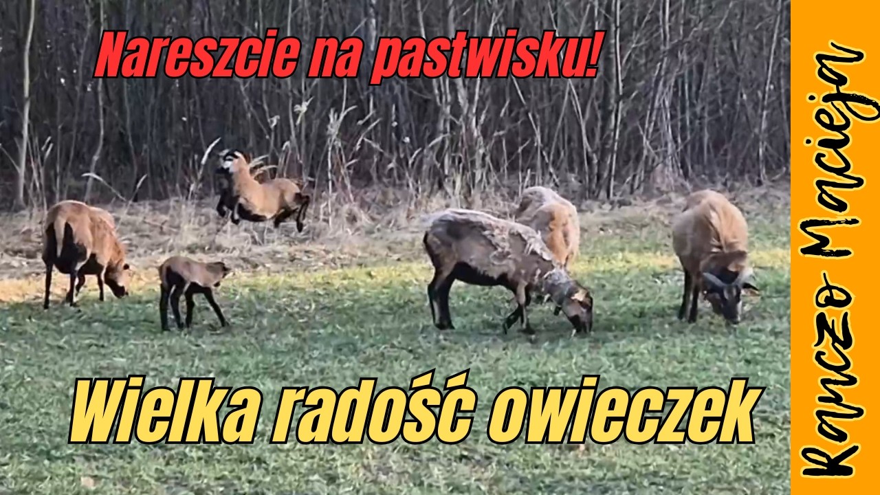 Nareszcie na pastwisku! Wielka radość owiec i kurczaków #532 [4K] The great joy of the sheeps!