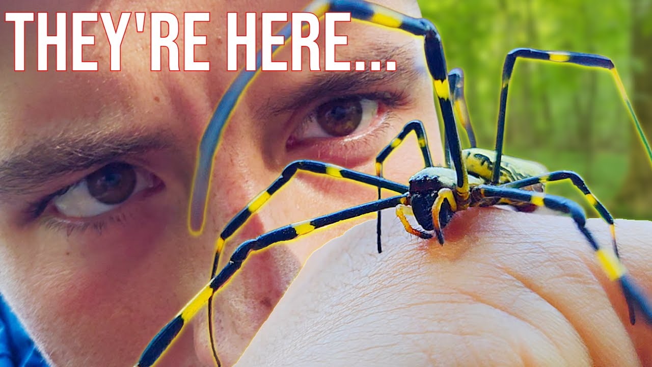 Invasive Joro Spiders Have Arrived...Are They In YOUR Backyard?