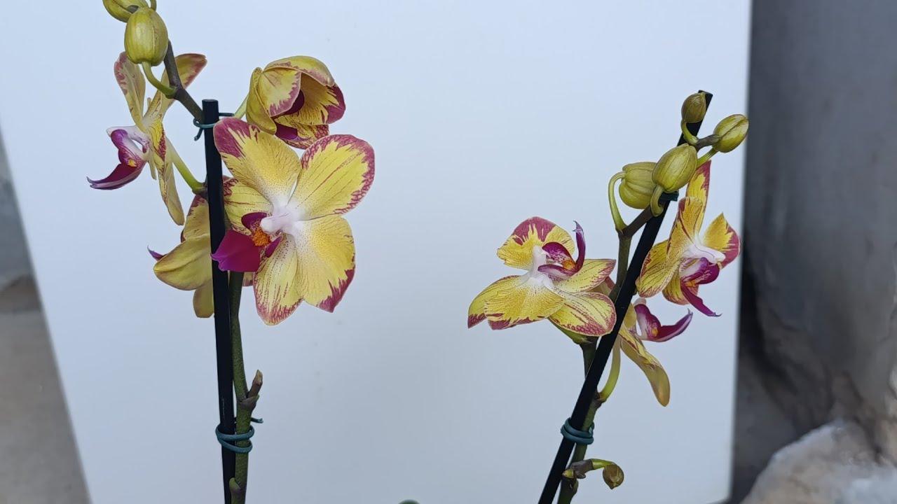 Mostrando as orquídeas da minha filha!!!