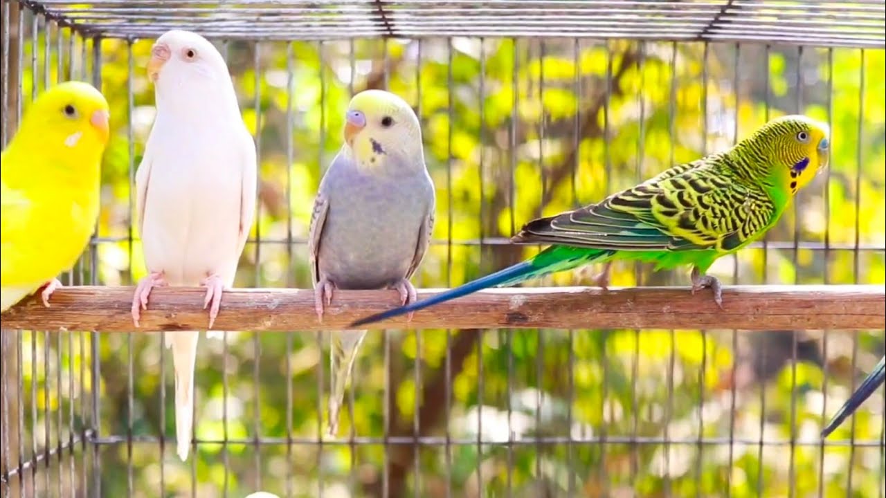 7 Hours of Budgie Best Friends - Mango and Chutney - Singing and Talking Sounds