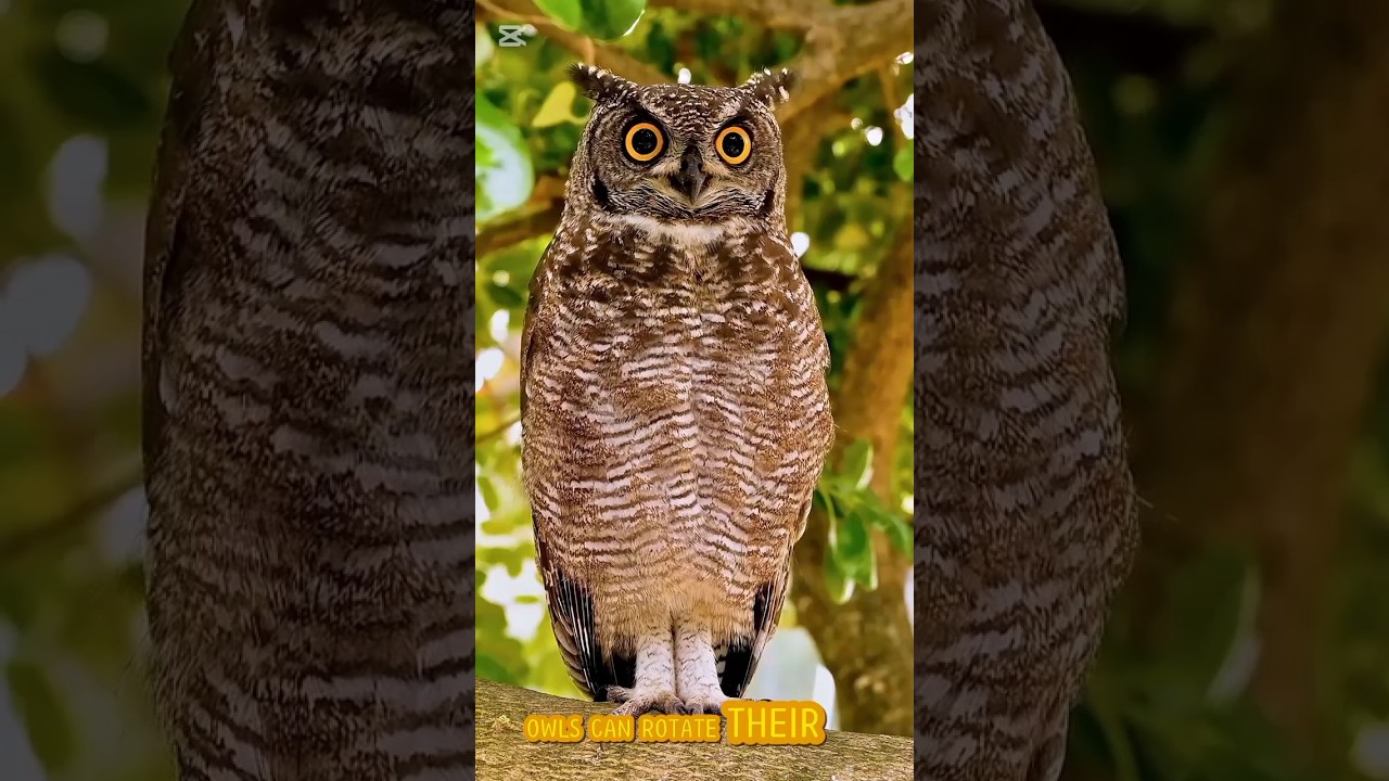 Excellency of God's creation displayed in owls. 