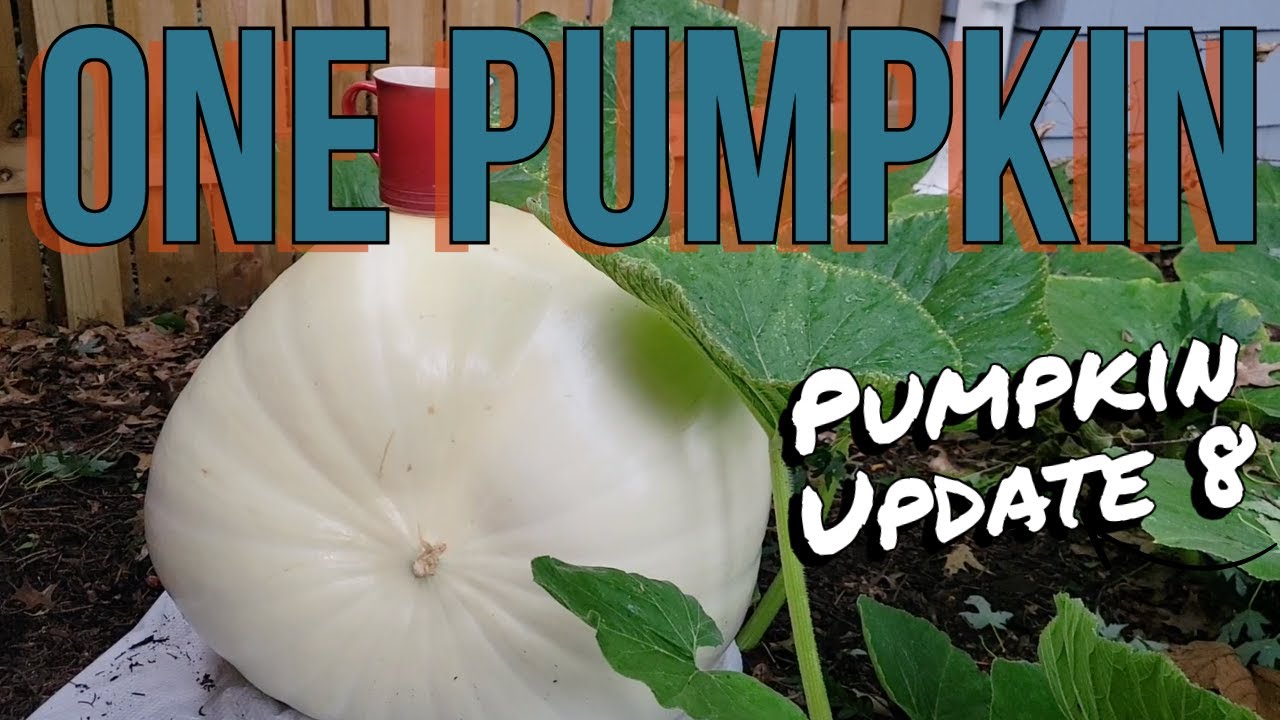 Giant Pumpkin Update 8 - August 09, 2025