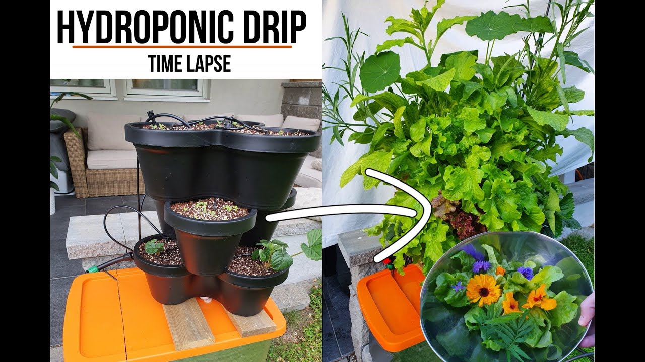 Hydroponic Drip System Results &ndash; Growth, Challenges & Harvest (Outdoor Test)