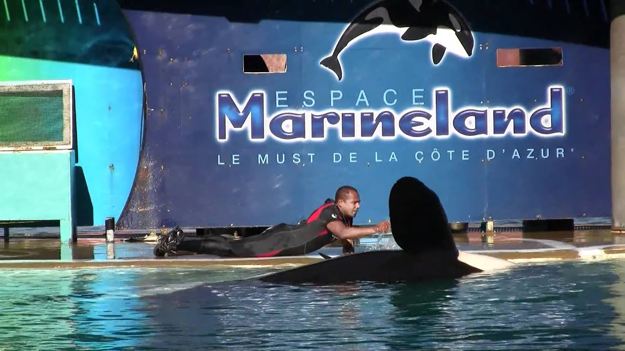 Marineland Antibes: Orca Show (2/2)