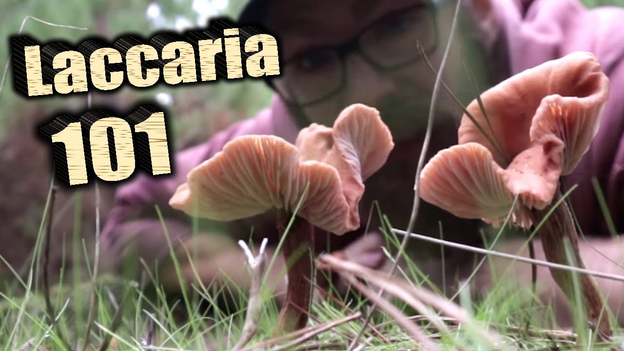 LACCARIA - The most underrated wild mushroom?