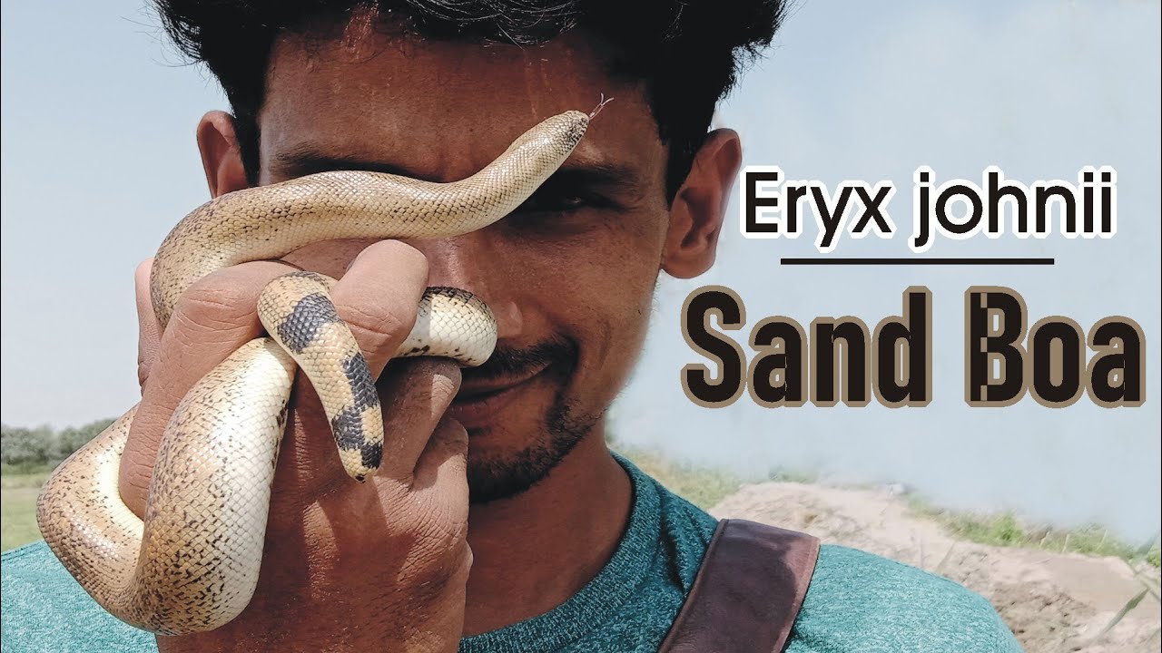 Sand boa Eryx Jhonii |Domuha|Harmless snake