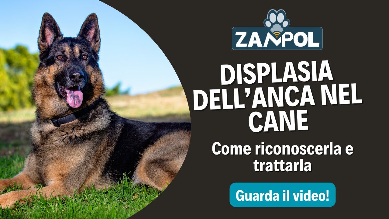 Displasia dell’anca nel cane: come riconoscerla e curarla