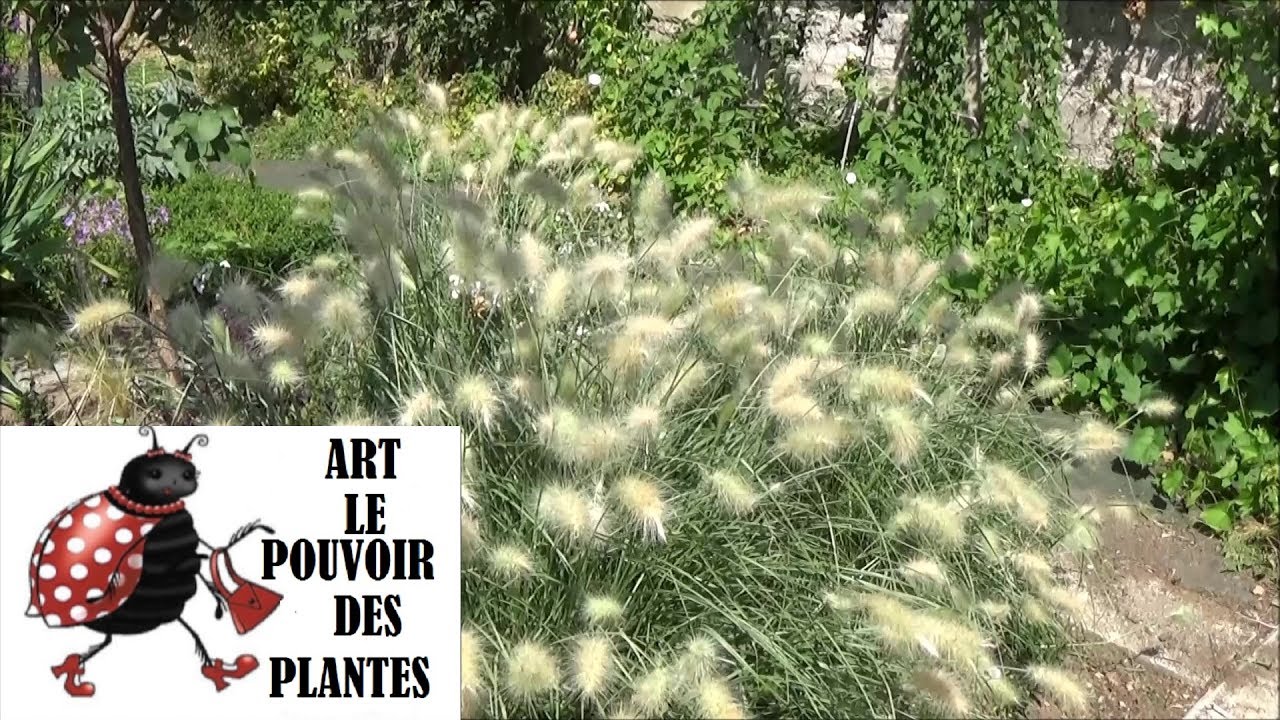 chaîne jardinage: Pennisetum villosum taille et entretien : Plante vivace