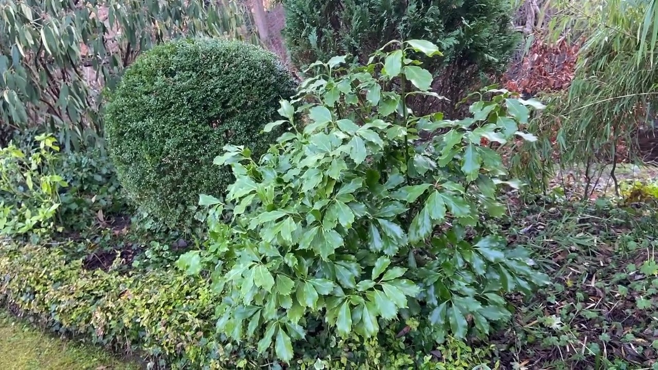 Unikatowa Aucuba japońska ,Crassifolia’