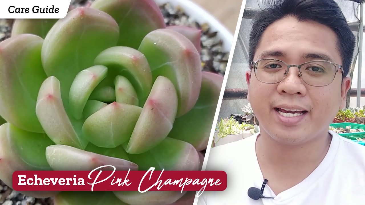 Echeveria Pink Champagne, A Very STUNNING Hybrid / Succulent Care Guide | Kalei Plants