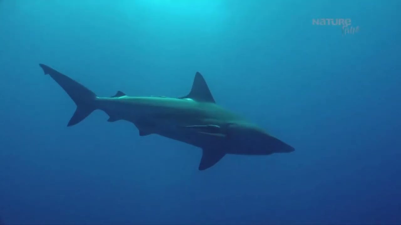 Documental Love Nature Time Maravillas Submarinas de &Aacute;frica Los Reinos de las Dunas NAT GEO WIL ESP.
