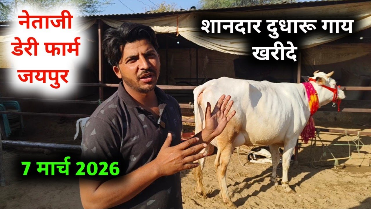 दुधारू गायों की लाइव मेला जयपुर 7 मार्च  | जयपुर हटवाड़ा Cow Market Jaipur  जयपुर नेताजी डेरी फार्म