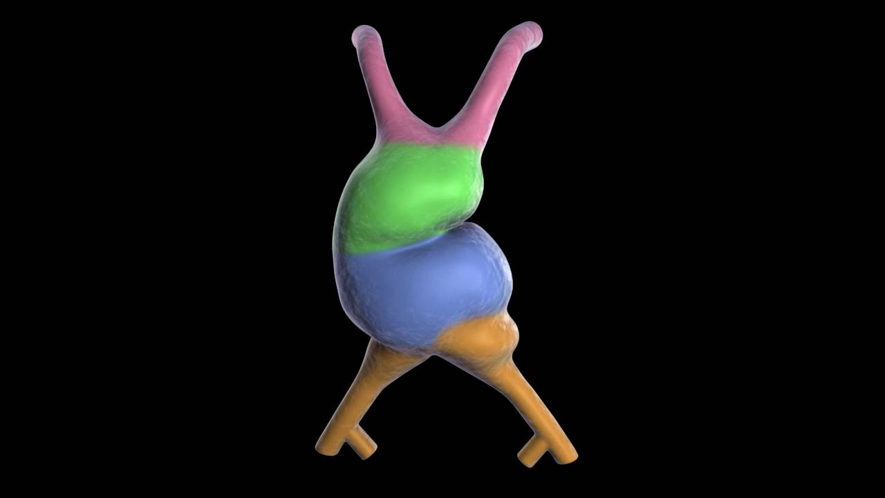 Heart tube