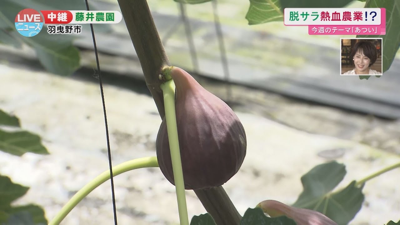 【羽曳野市】大阪で唯一！いちじくのハウス加温栽培をしている「藤井農園」【LIVEニュース】