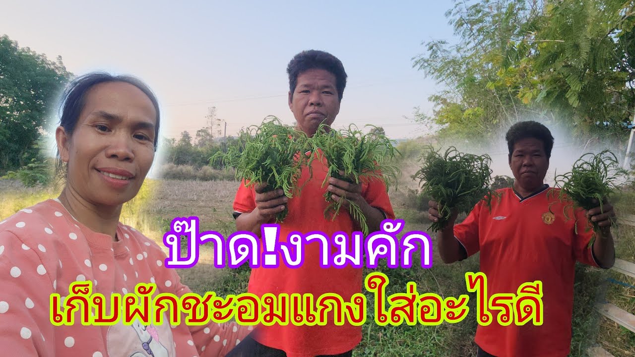 พ่อนิ่มเก็บชะอมมีแต่ยอดอวบๆถ้าเก็บขายจะได้กี่บาท?