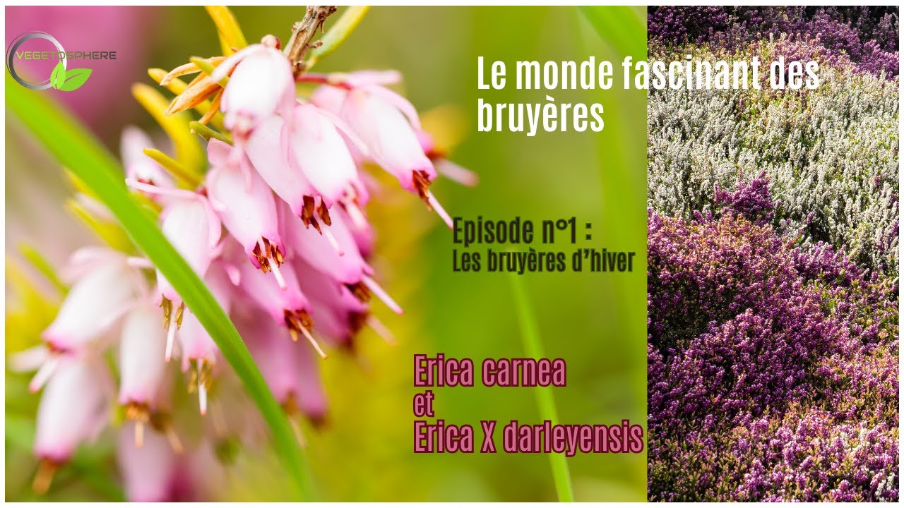 Le monde des Bruyères, les Ericas #bruyère #erica #garden #vegetosphere #nature #spring #rose