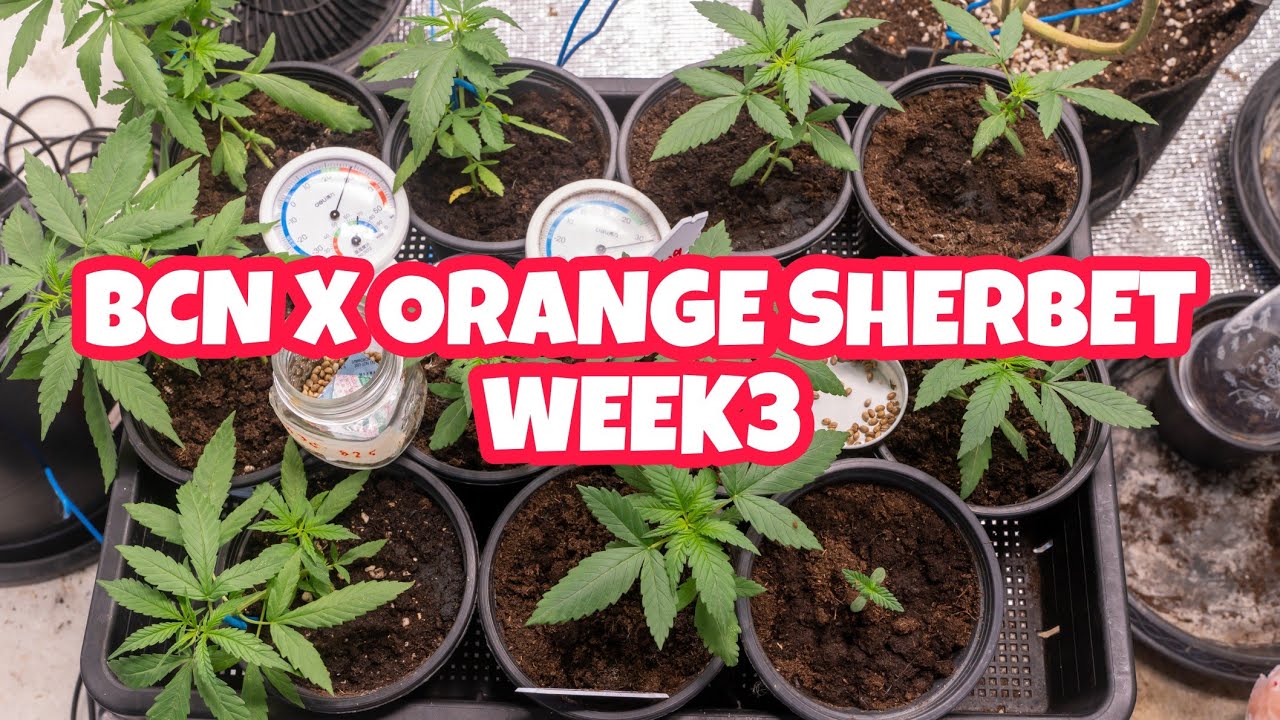 BCN X Orange sherbet auto week3 #spiderfarmer