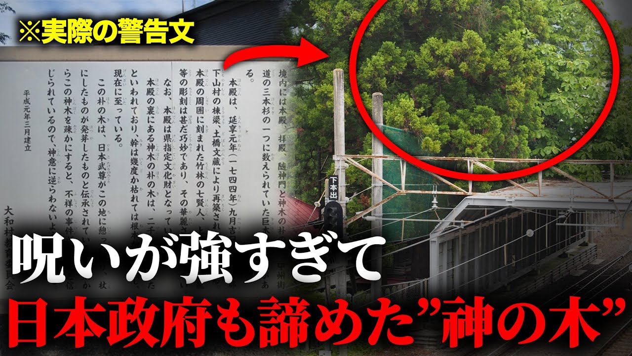 神社の裏にある「呪いの木」にまつわる怖い話【怪談】