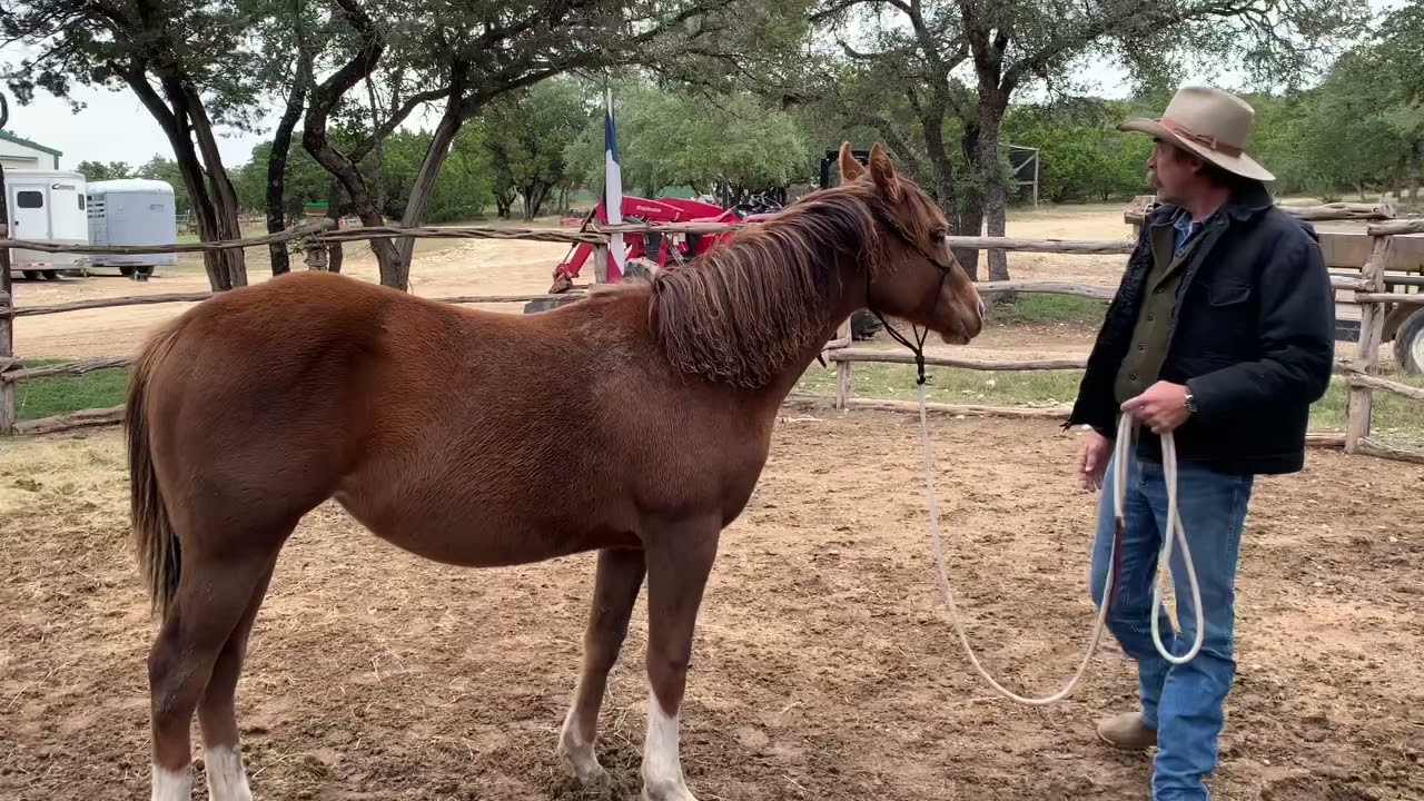 Working a Young Horse Relaxed and Easy