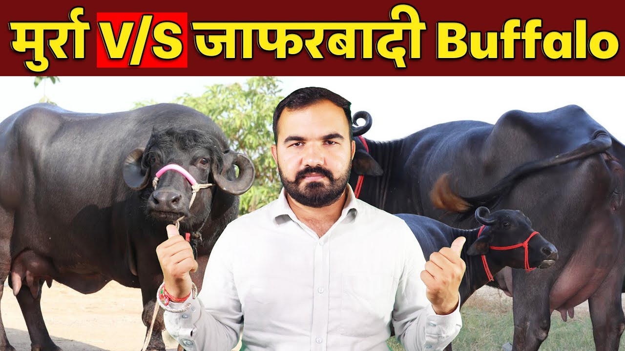 मुर्रा भैंस की सच्चाई vs जाफराबादी भैंस का दम ! Best Buffalo for Dairy Business in 2025 #buffalo
