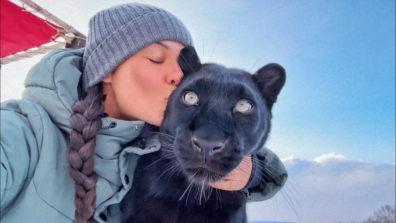 Пантера Луна и Венза встречают Викулю 😸🐾