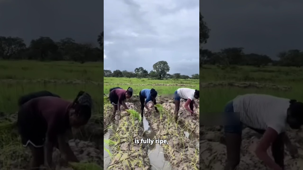 Traditional Rice Farming in Africa! 🌾