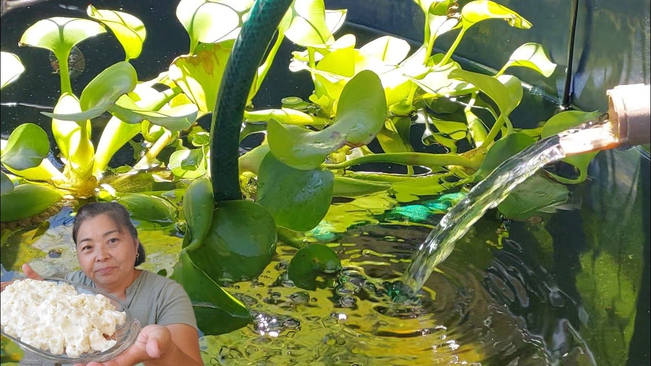 HOJE FIZ SALADA DE MAIONESE DA REGIÃO SUL DO BRASIL | mostrei nossos lambaris criados na cx dágua