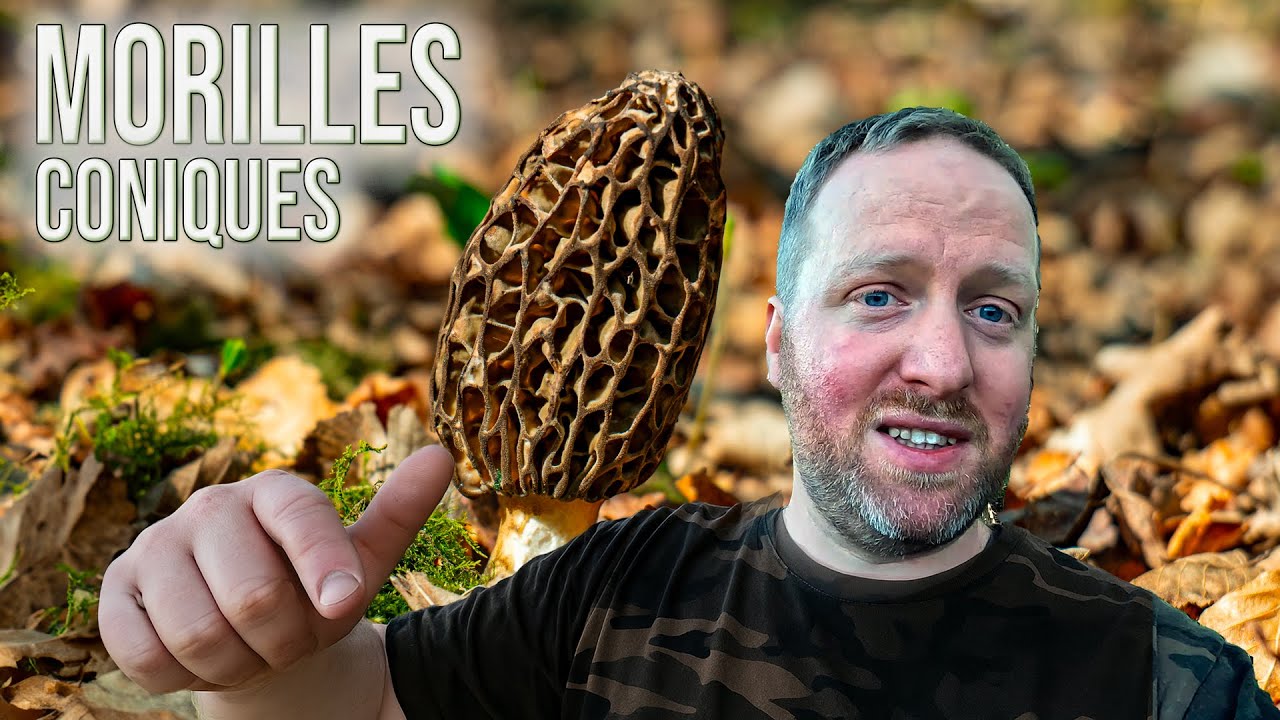 Une belle cueillette de morilles coniques pour lancer la saison 2025 des champignons !