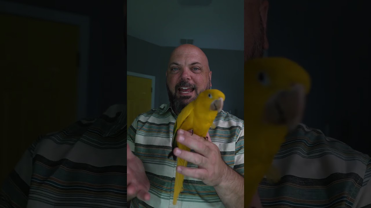 How do you teach parrots not to bite? #parrot