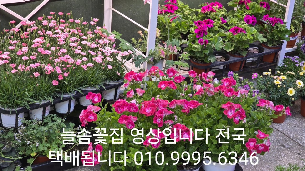  4월15일 늘솜꽃집 영상입니다 전국 택배됩니다 010.9995.6346 