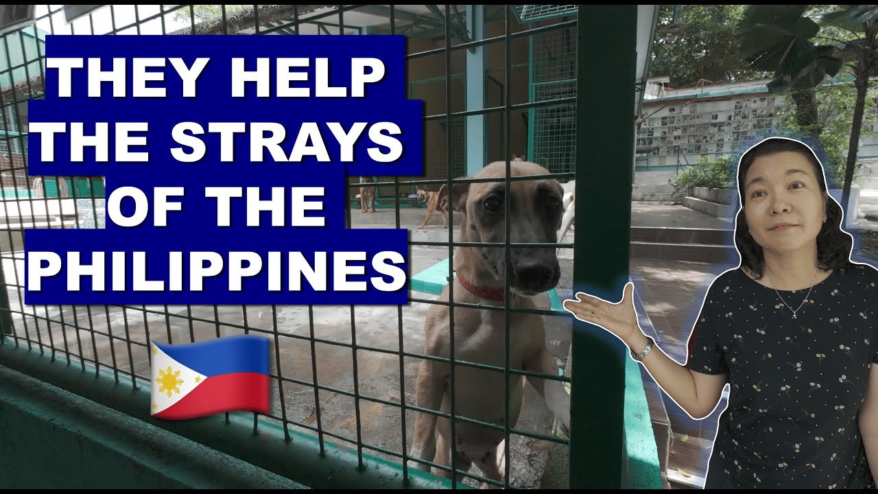What happens to stray animals in the Philippines? 🇵🇭  (part 1)