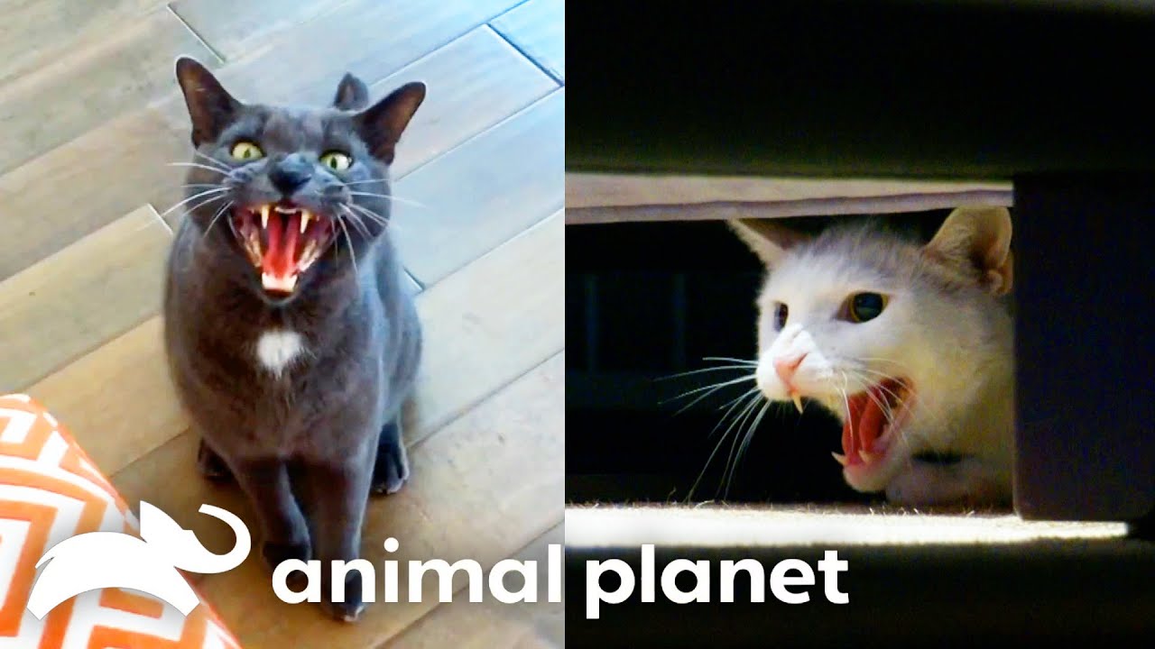 The WILDEST Cats on My Cat From Hell | Animal Planet