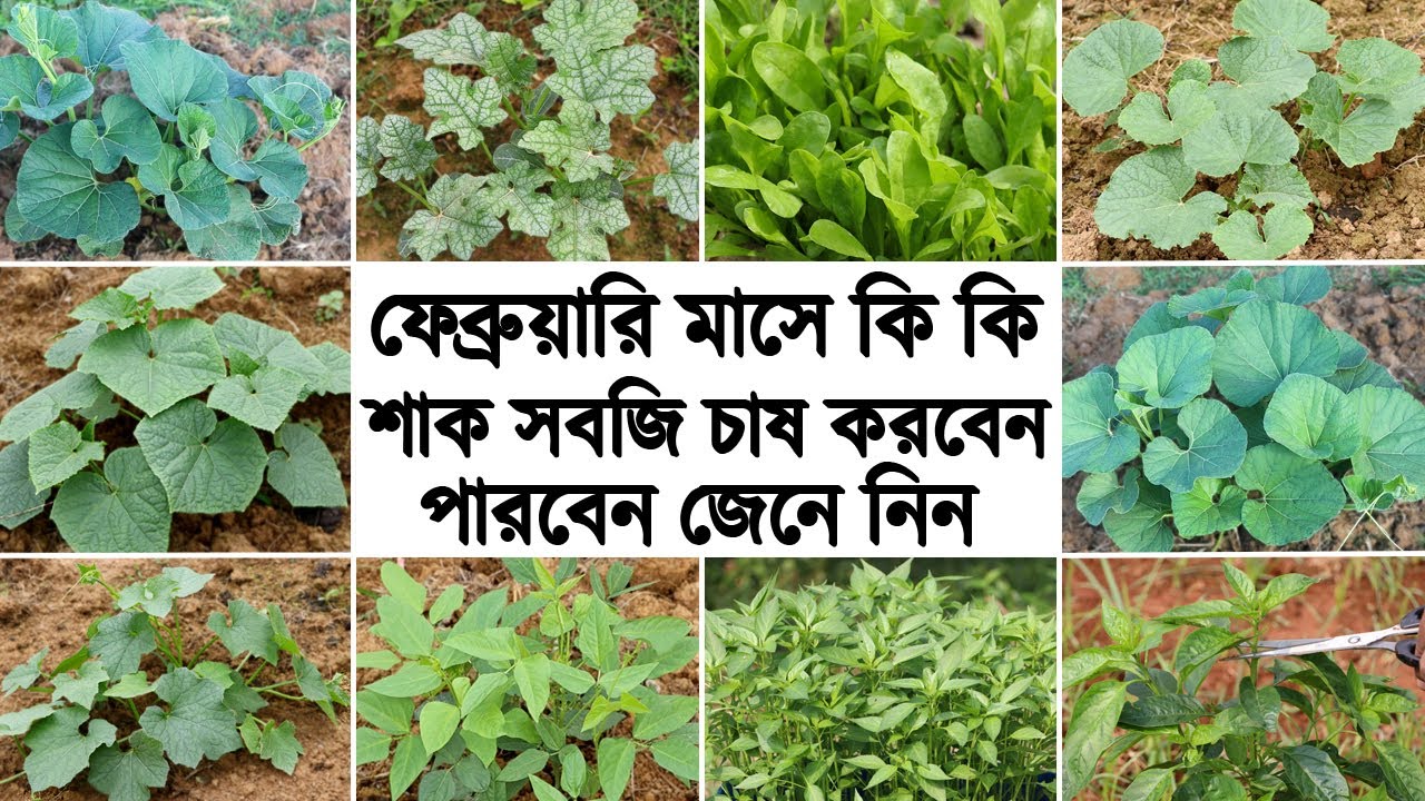 ফেব্রুয়ারির ও মার্চ মাসে কি কি শাক সবজি চাষ করবেন - লাভজনক সবজি চাষ পদ্ধতি - Vegetable