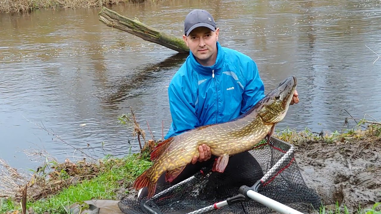 20lb River Tees Pike - Wednesday 18th November 2020 - Deadbaiting - Fish of a LIFETIME! UPDATED HQ