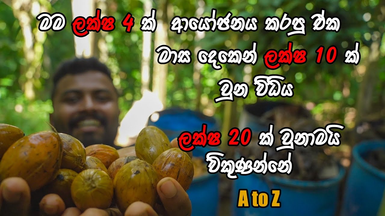 කෝටිපතියෝ කර වන මඩ පුවක් | Mada Puwak Business | Arecanut Business