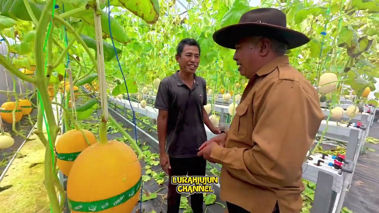 INI BARU!!!!...PANEN RAYA MELON TERBAIK DI JAMIN MANIS....